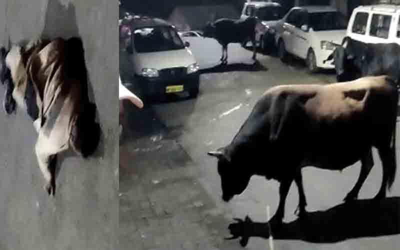 आवारा सांड ने होमगार्ड जवान पर किया हमला, लोगों में दहशत का माहौल