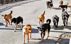 Stray-dogs-becoming-trouble.jpg