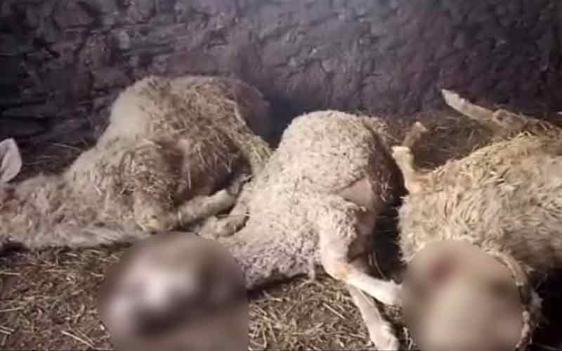 तेंदुए का आतंक: पशुशाला में घुसकर 10 भेड़ों को बनाया शिकार