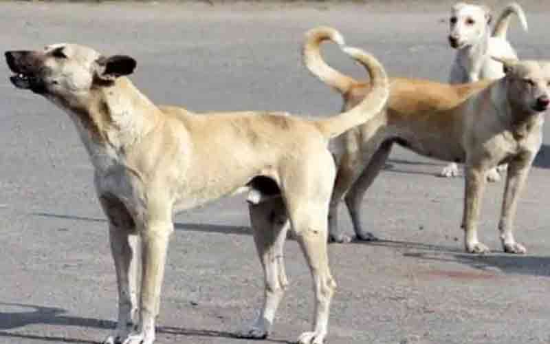 स्कूल जा रही मासूम बच्ची को कुत्ते ने काटा, एक माह के भीतर ही दूसरी घटना..