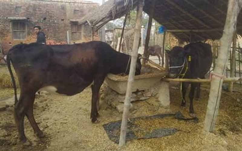 Torture of cold continues, animals are getting sick, increased problems of cattle herders