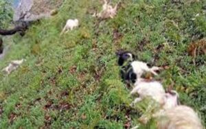 25-sheep-and-goats-died-due.jpg