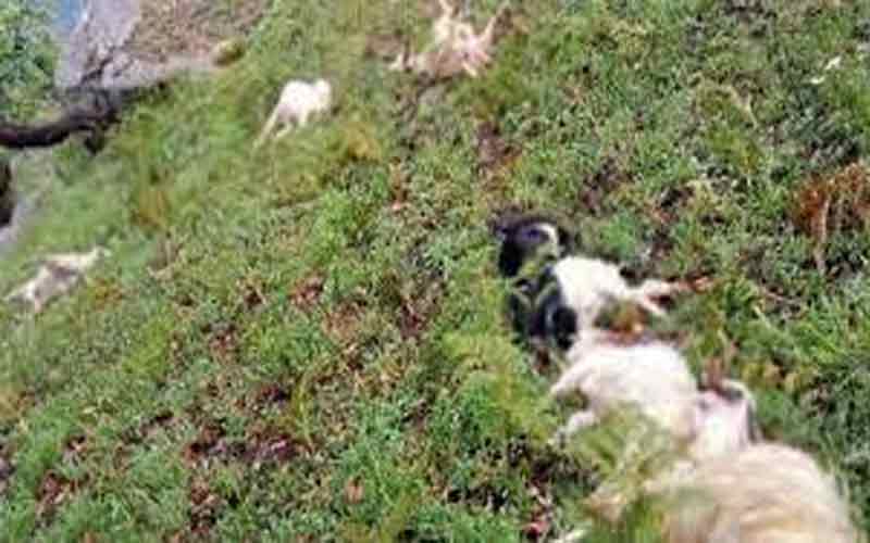 आसमानी बिजली गिरने से 25 भेड़-बकरियों की मौत, भेड़पालक को भारी नुक्सान
