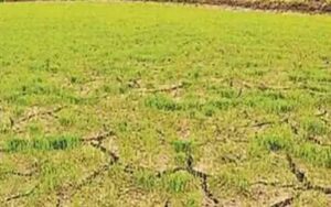30-percent-rabi-crop-destro.jpg