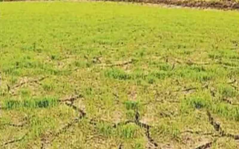 बारिश की कमी से 30 फीसदी रबी की फसल तबाह