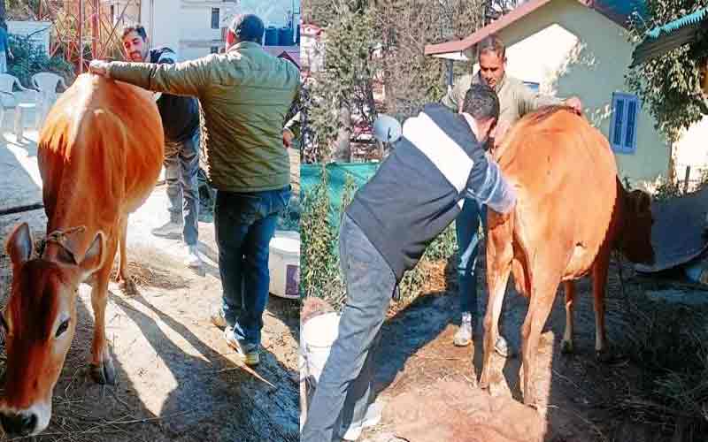डाॅ. सुनील ने बिना सर्जरी निकाले गाय के पेट में गले-सड़े बच्चे के अवशेष