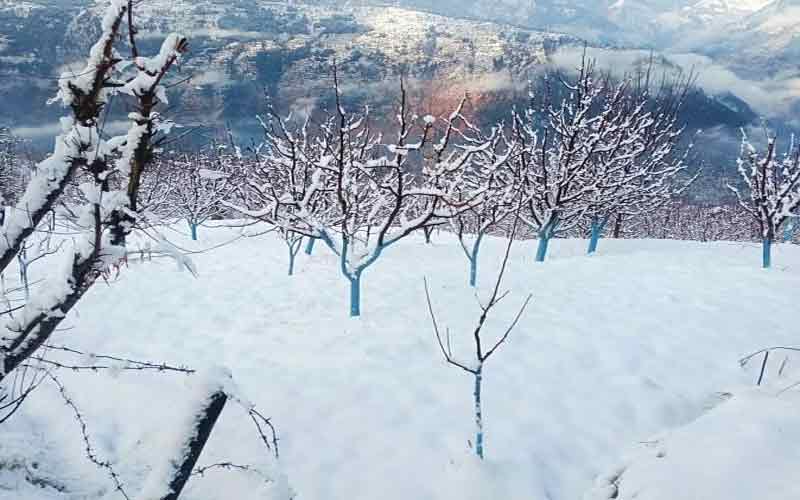 ताजा बर्फबारी से खिले बागवानों के चेहरे, सेब की अच्छी पैदावार…