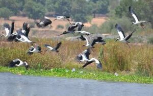 Fear-of-spreading-bird-flu-.jpg