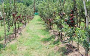 Gardeners will get apple plants of America and Italy in this district of Himachal