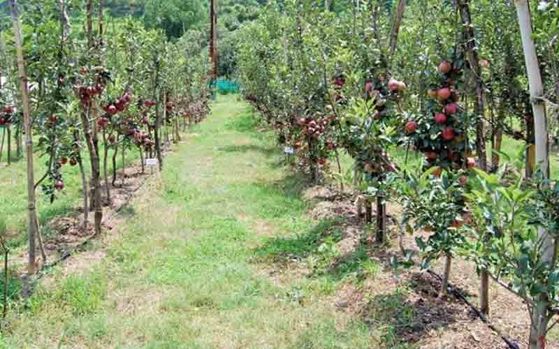 Gardeners will get apple plants of America and Italy in this district of Himachal