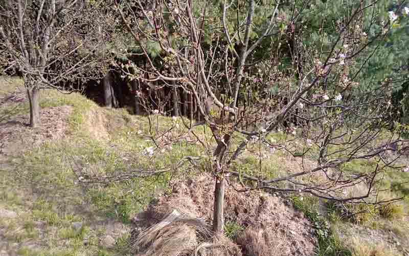 हिमपात न होने से बागवान चिंतित, सेब के पौधो पर पड़ा बुरा असर
