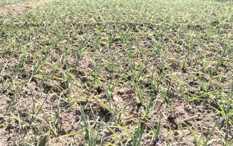 बारिश न होने से लहसुन की फसल सूखने के कगार पर, किसान परेशान