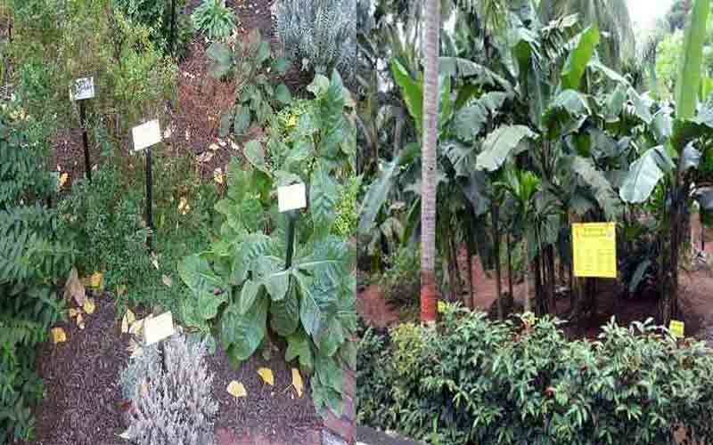 Horticulture Department will distribute four thousand fruit plants in Mashobra, first come first served...