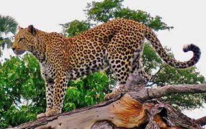 Leopard-entered-the-cattle-.jpg