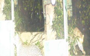 Leopard-roaming-fearlessly-1-1.jpg