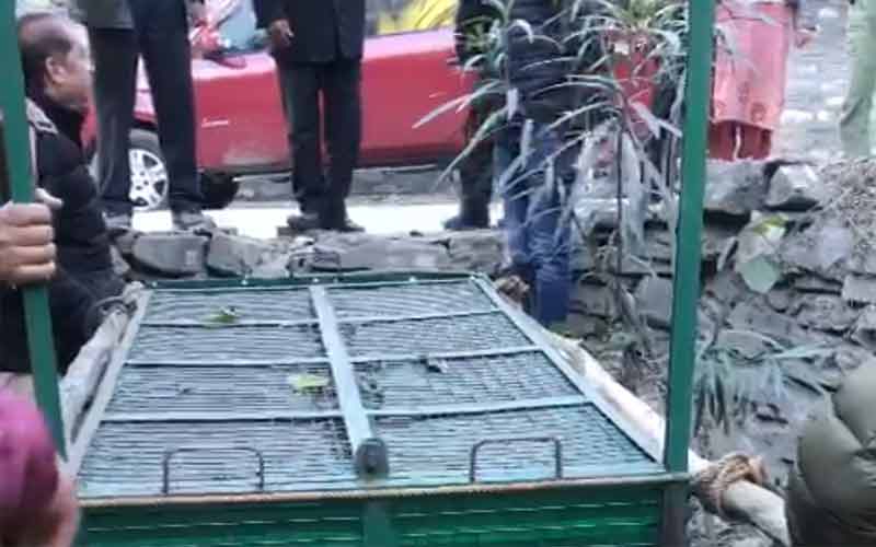 7 दिन से रामपुर की गलियों में घूम रहा तेंदुआ पिंजरे में हुआ कैद, लोगों ने ली राहत की सांस