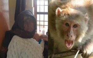 Monkeys attack an elderly woman sitting in the courtyard, injured