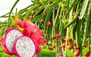 Motivate farmers to cultivate dragon fruit in the district - Deputy Commissioner