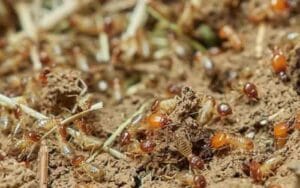 Now crops can be affected by termites, spray the medicine...