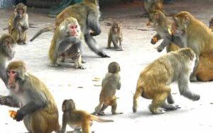 People are troubled by the terror of monkeys, it is difficult to get out of the house