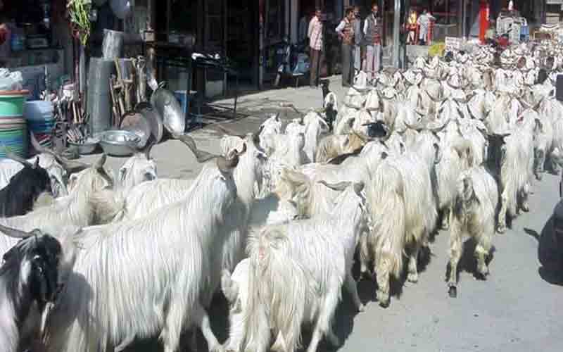 सिरमौर के गिरीपार क्षेत्र में माघी पर्व आरंभ, कटेंगे करोड़ों रुपए के बकरे