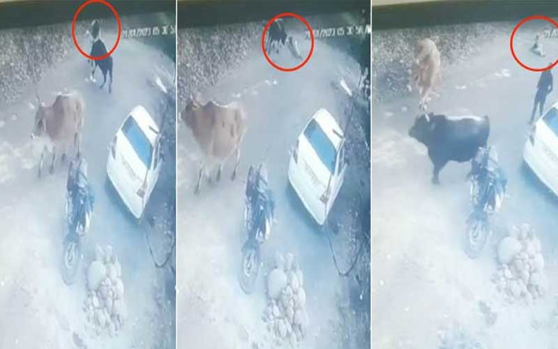 सड़क पर चल रहे बुजुर्ग पर आवारा बैल ने किया हमला, बाल-बाल बची जान
