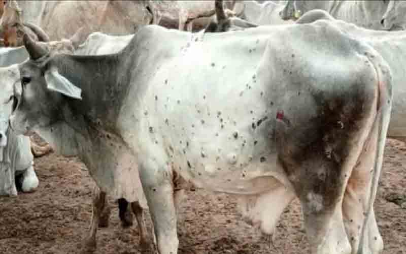 प्रदेश में लंपी वायरस से अभी भी हज़ारों पशु ग्रस्त, 11080 गवां चुके जान