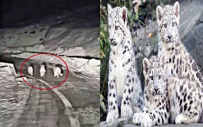 सड़क पर घूमते दिखे तीन शावक, कैमरे में कैद हुआ वीडियो