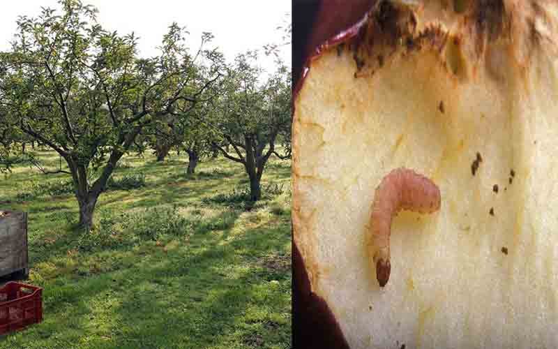 Worm called ring borer was found in apple blog, trouble for gardeners again