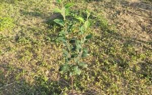 Fruit-plants-worth-15-crore.jpg