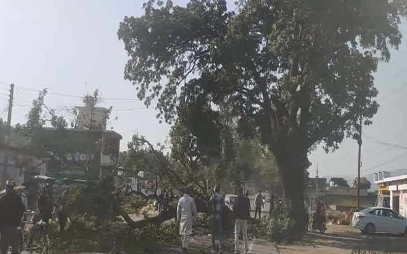 सड़क हादसे में बाल-बाल बचे विधायक रवि ठाकुर, चलती गाड़ी पर गिरा पेड़