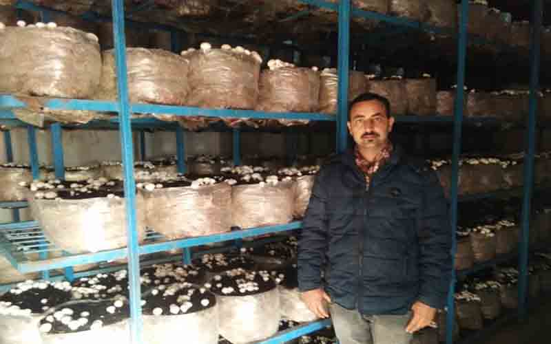 ऑर्गेनिक मशरूम खेती कर बेरोजगार युवाओं के लिए प्रेरणा का स्त्रोत बने नरेंद्र