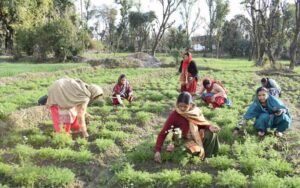 Public life smelling of baboon flowers and basil