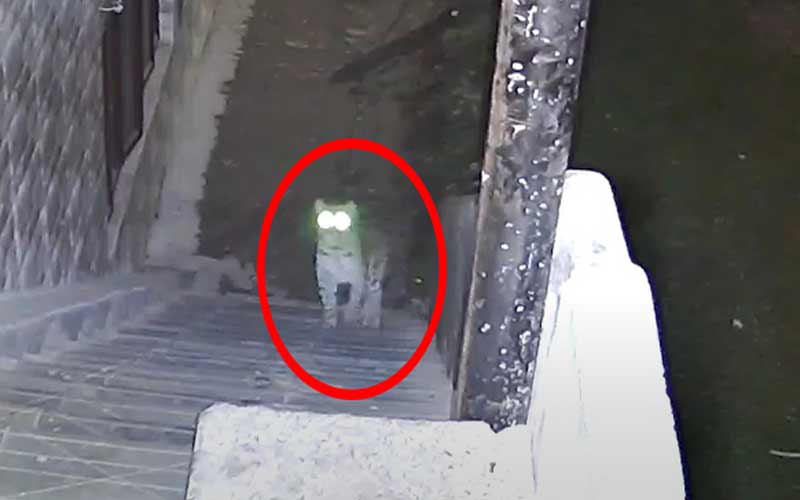 तेंदुए की दस्तक से क्षेत्र में फैला दहशत का माहौल, वन विभाग ने….