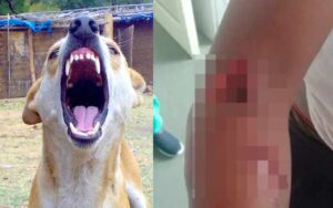 The dog fatally attacked the cleaning worker, badly injured
