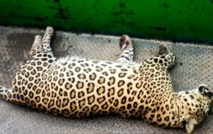 Dead-body-of-leopard-found-.jpg