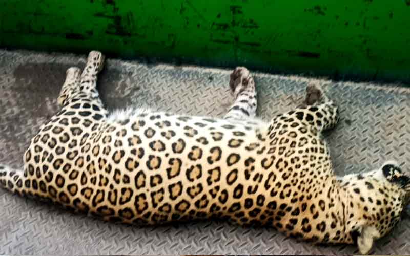 ज्वाली बीट में मिला तेंदुए का मृत शव