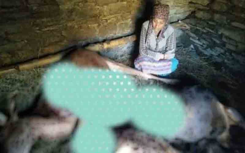 रात के समय पशुशाला में घुसकर तेंदुए ने दो बैल व एक गाय को बनाया अपना शिकार