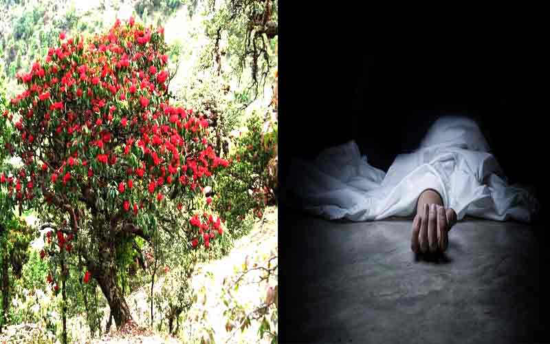 बुरांश के फूल तोड़ते समय पहाड़ियों से नीचे गिरा व्यक्ति, गई जान