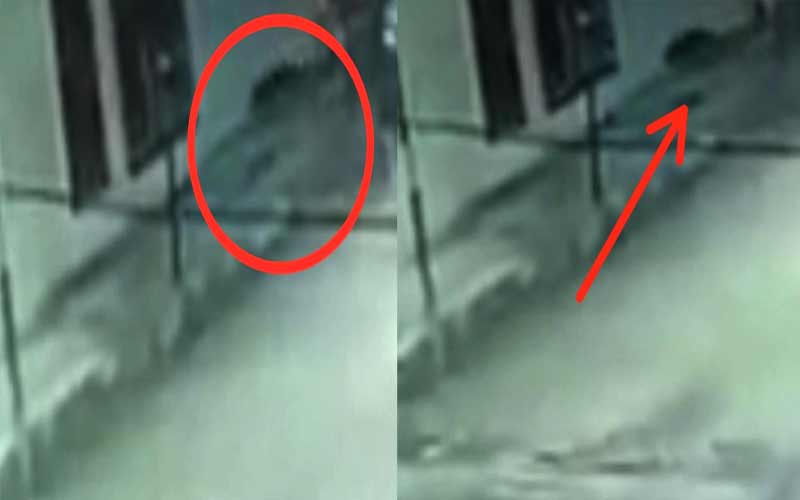 <a>तेंदुए की दस्तक से क्षेत्र में फैला दहशत का माहौल, वन विभाग ने….</a>