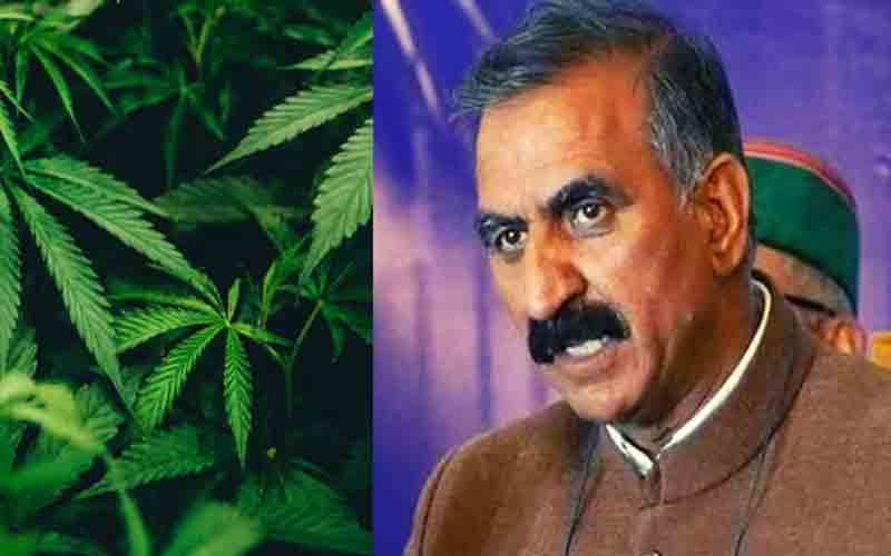 प्रदेश सरकार भांग की खेती को कानून वैधता देने पर कर रही विचार- सीएम सुक्खू