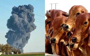 Fierce-fire-in-dairy-farm-.jpg