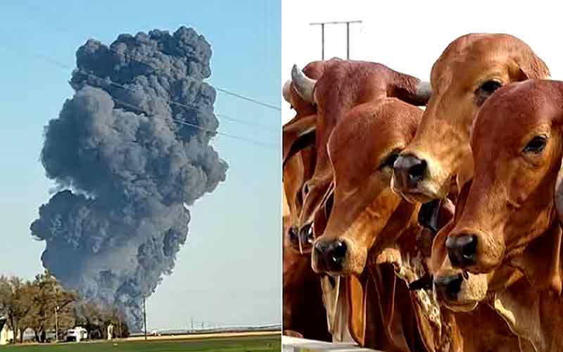 Fierce-fire-in-dairy-farm-.jpg