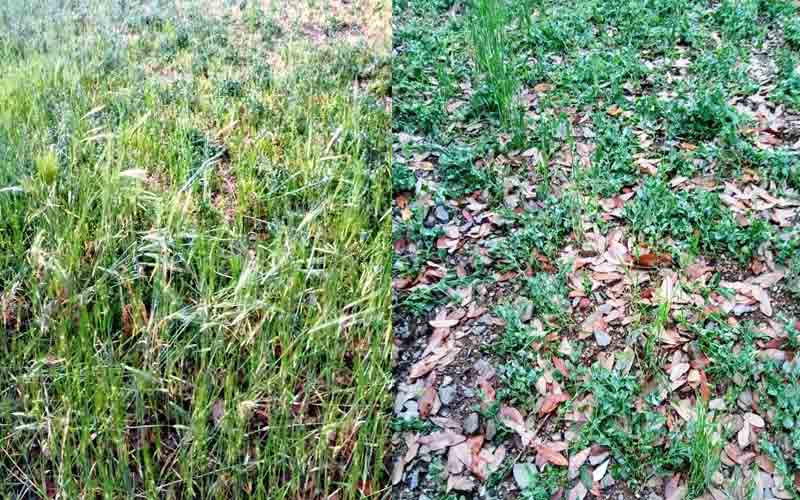 ओलावृष्टि से फससों को हुए नुक्सान का मुआवजा दे सरकार