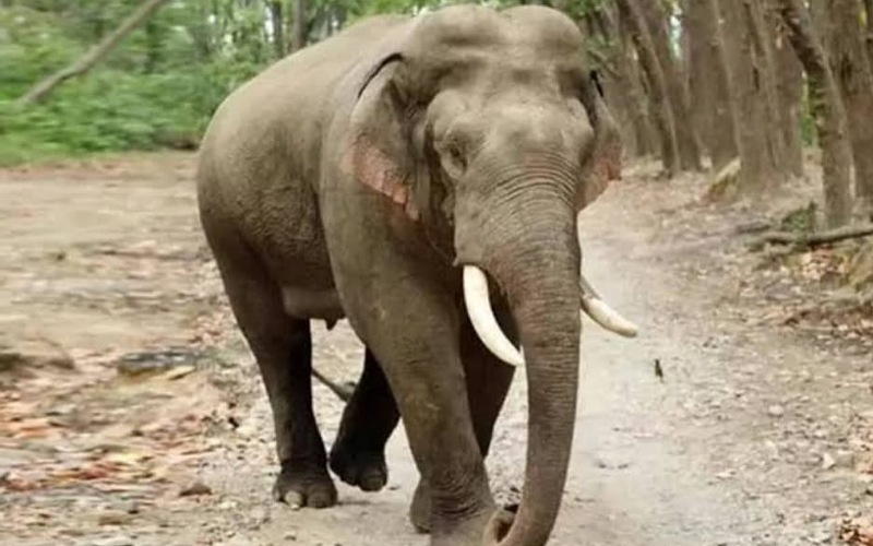 नाहन के कोलर में जंगली हाथी ने कुचलकर मारी बुजुर्ग महिला