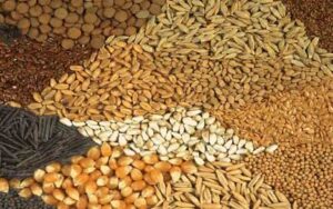 Kharif-crops.jpg