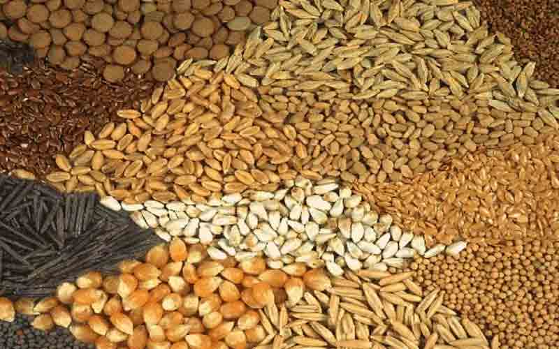 कृषि विभाग ने लाखों किसानों को दिया झटका, खरीफ फसलों के बीजों की बढ़ाईं कीमतें