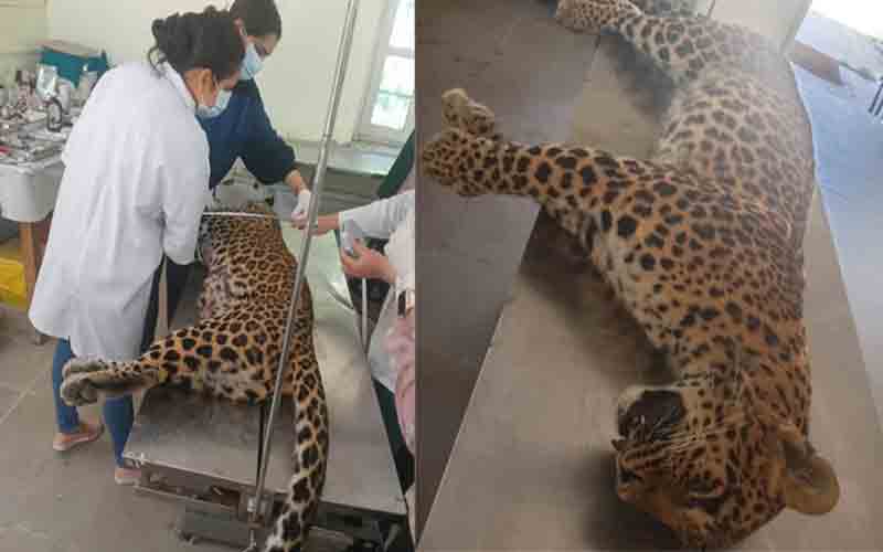 सड़क पार कर रहे तेंदुए को अज्ञात वाहन ने मारी टक्कर, मौत