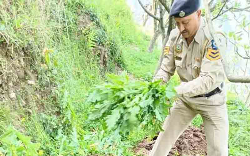 पुलिस ने दो अलग-अलग मामलों खेत से अफीम के 47 हज़ार 407 पौधे किए नष्ट