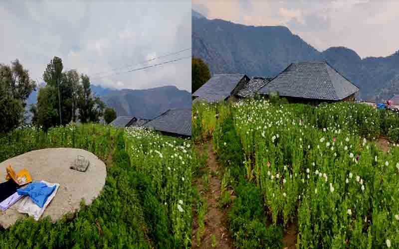 पुलिस ने दो अलग-अलग मामलों में अफीम के 19,143 पौधे किए जब्त, मामला दर्ज